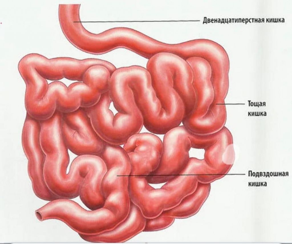 Тонкий кишечник рисунок